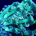 Close-up of vibrant green coral on a dark background