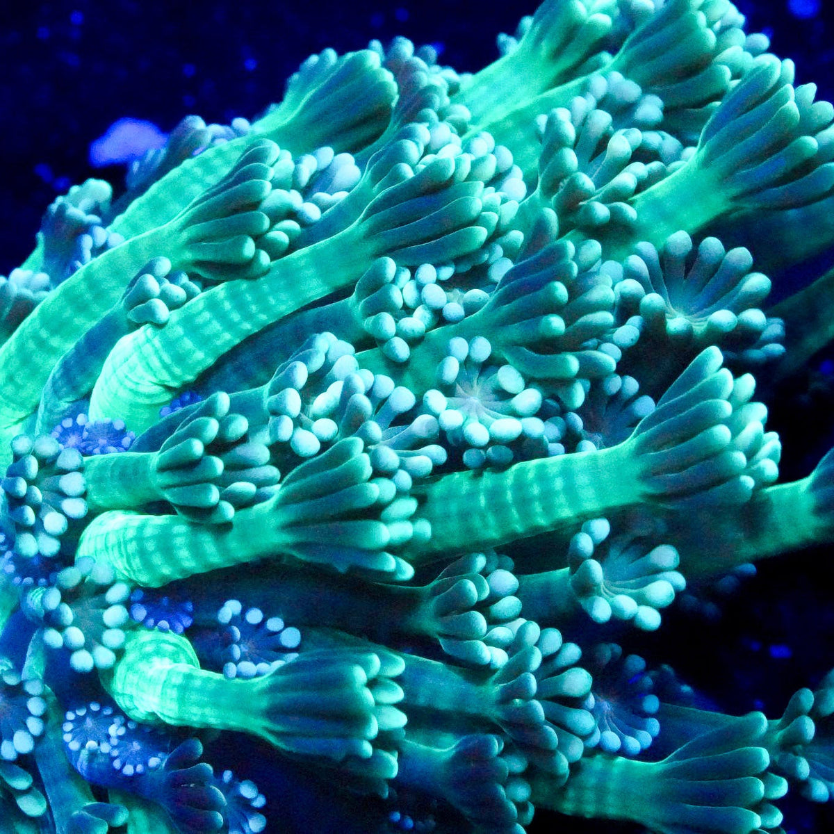 Close-up of vibrant green coral on a dark background