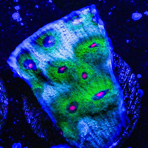 Decorative coral fragment glowing under a black light with a dark background