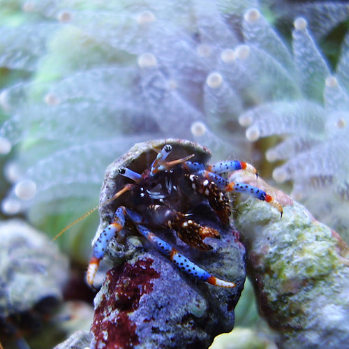 Hermit crab on a rock with coral in the background