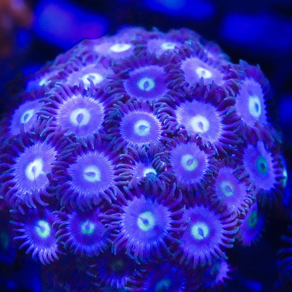 Close-up of a vibrant purple coral with a blurred background