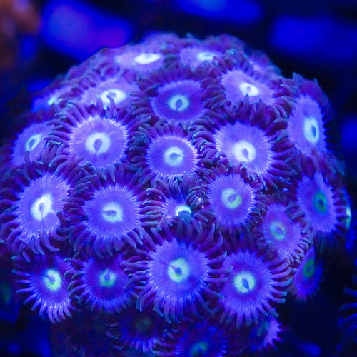 Close-up of a vibrant purple coral with a blurred background