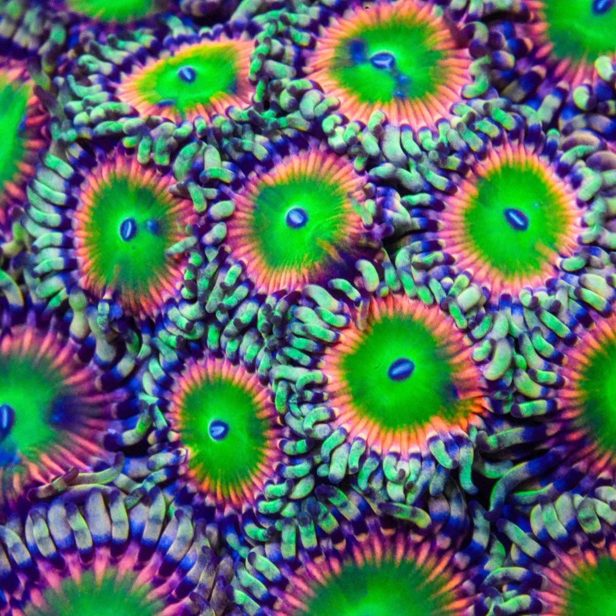 Close-up of vibrant green and orange coral polyps