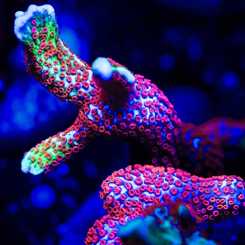Colorful coral in an aquarium setting with a dark background