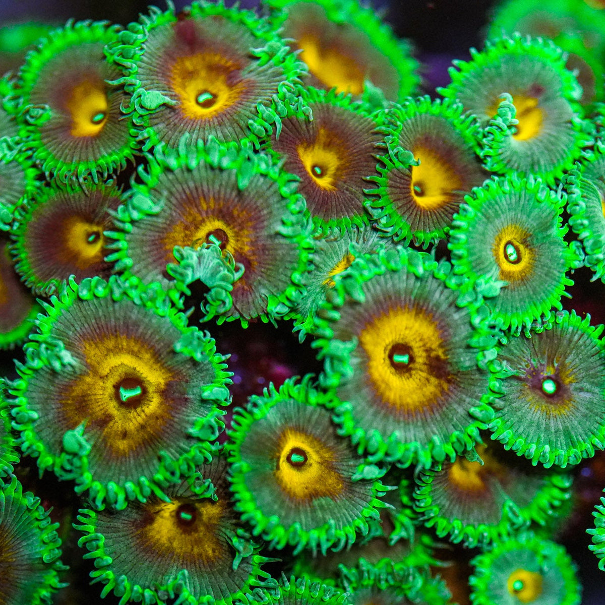 Close-up of vibrant green and yellow coral polyps