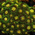 Close-up of vibrant green and orange coral polyps