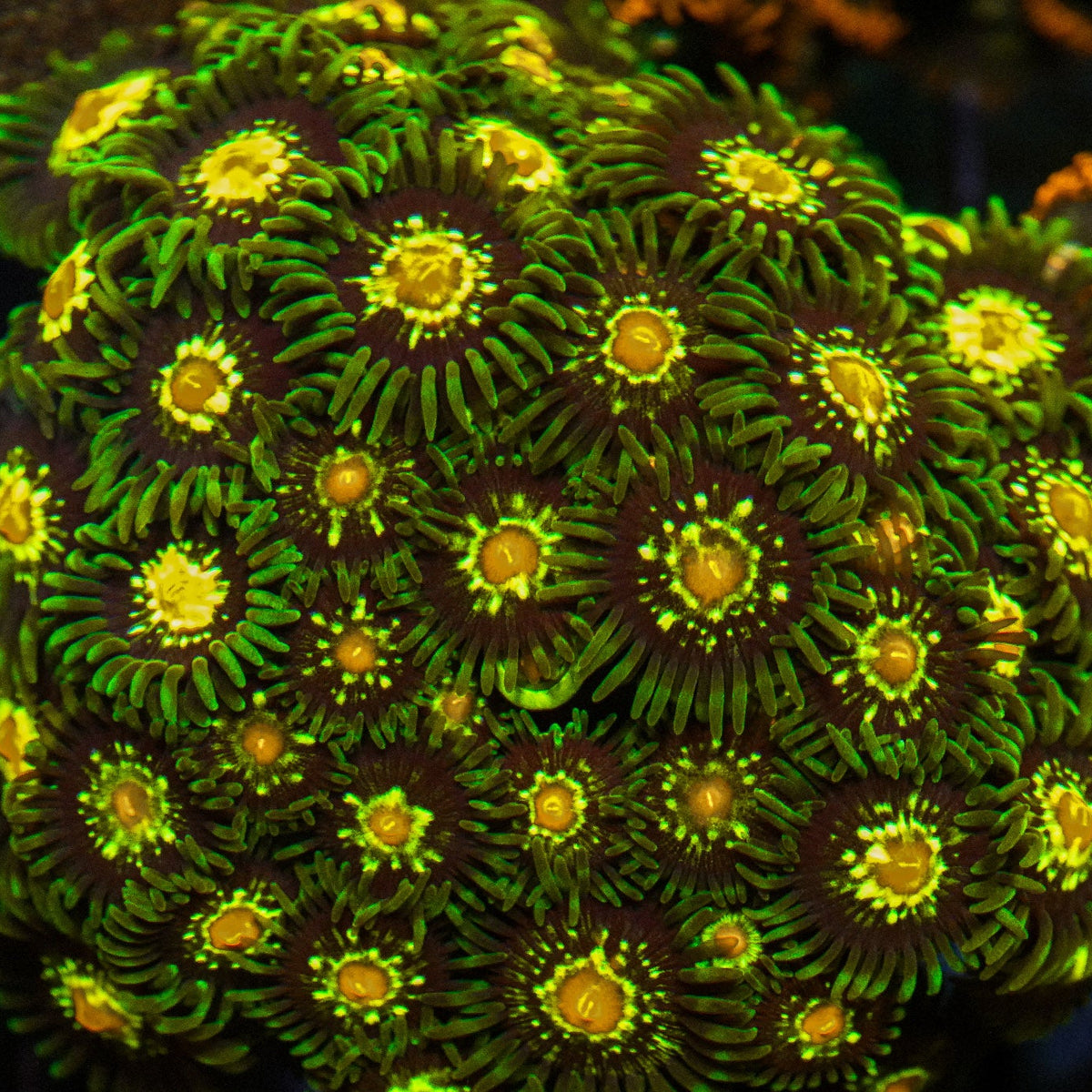 Close-up of vibrant green and orange coral polyps