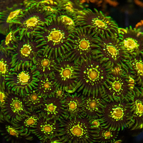 Close-up of vibrant green and orange coral polyps