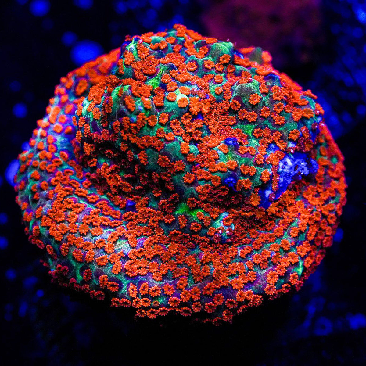 Colorful coral with vibrant red and green hues on a dark background