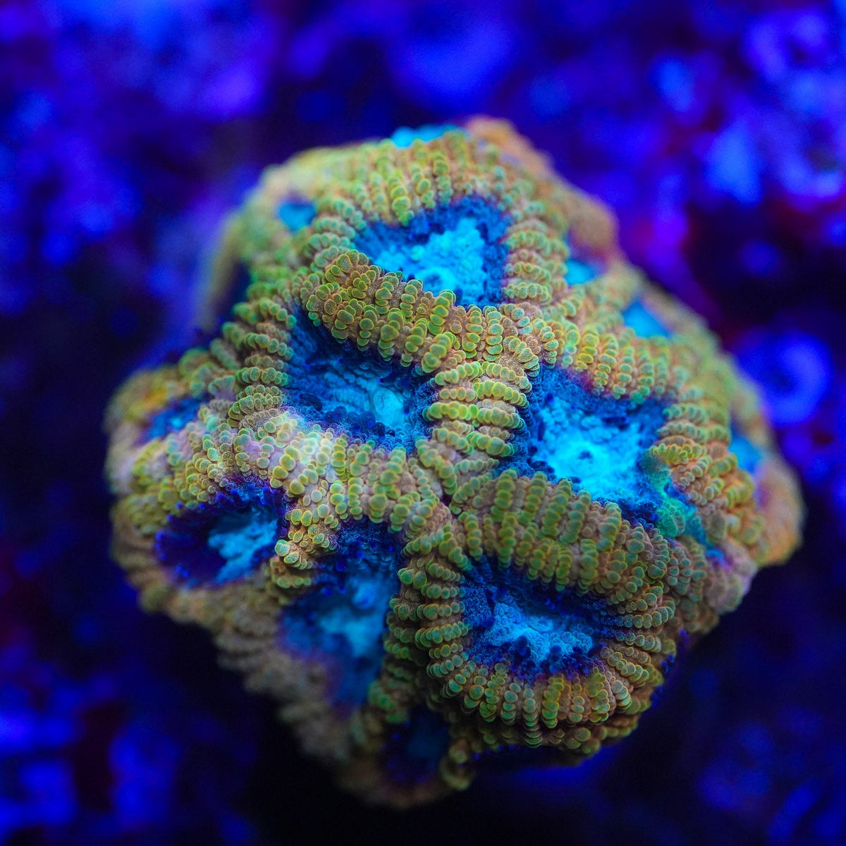 Favia of the Gods