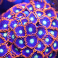 Psycho Venom Zoanthid