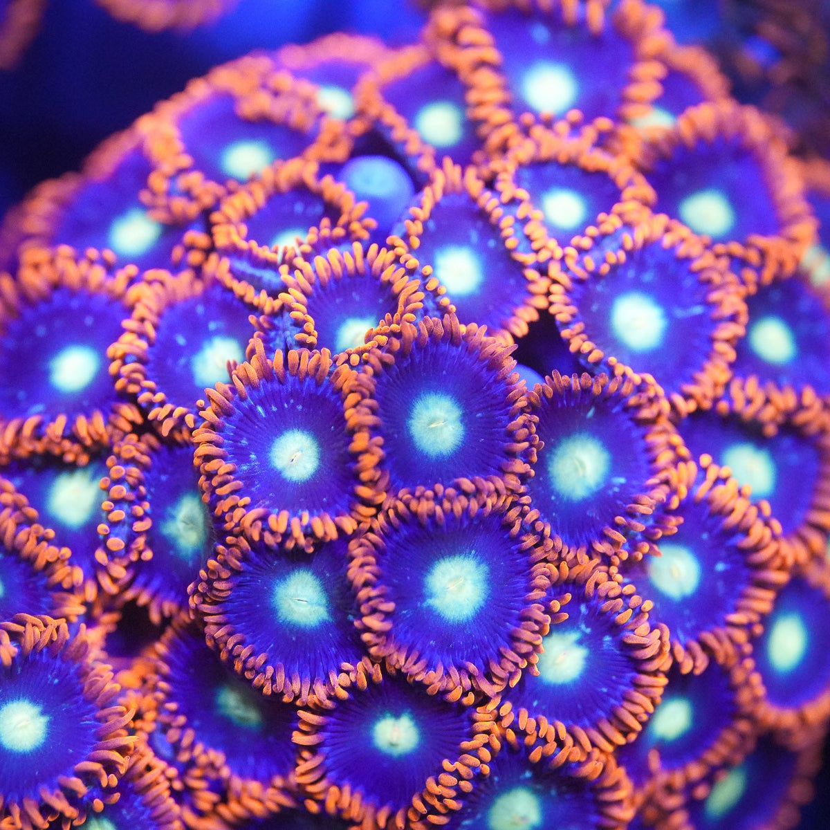 Psycho Venom Zoanthid