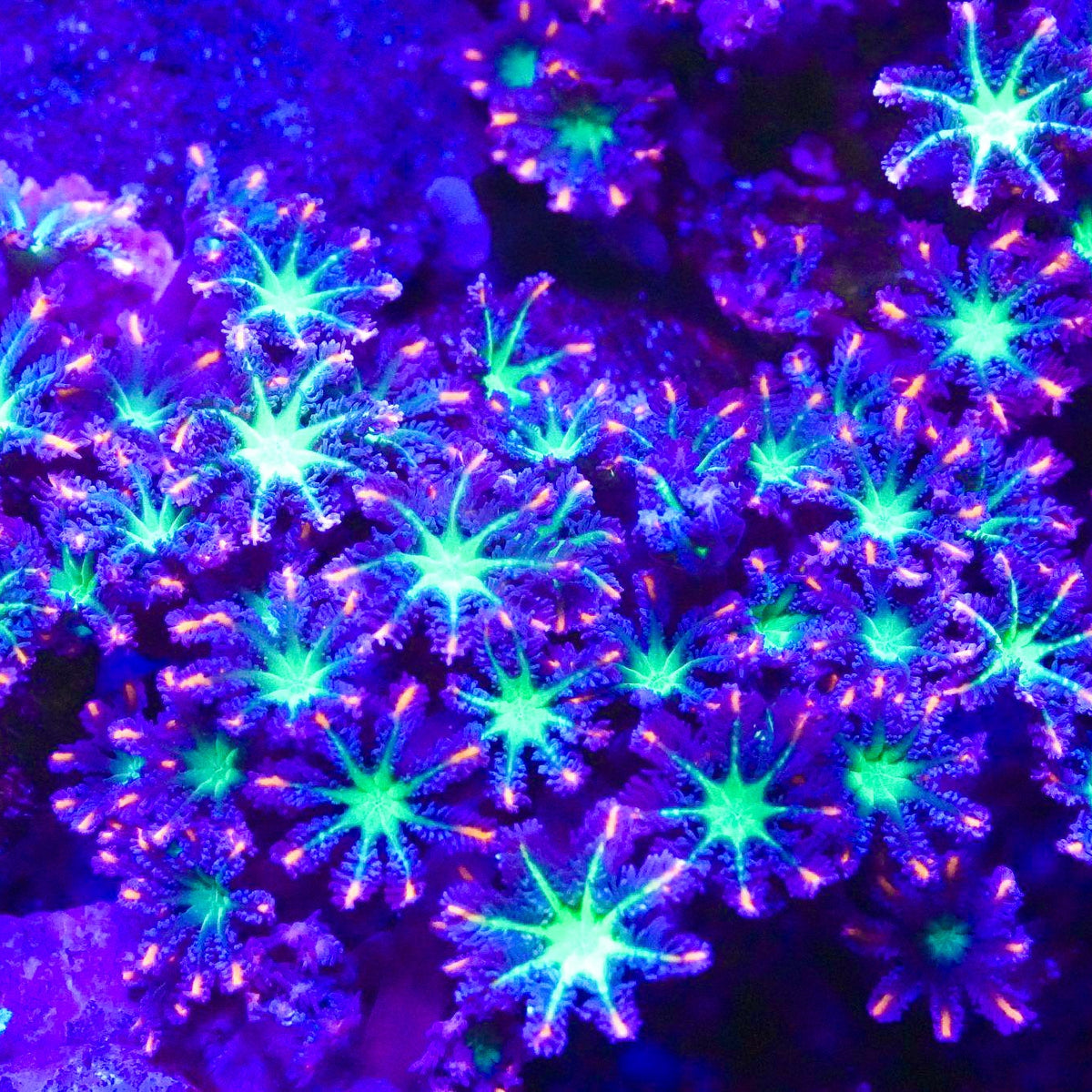 Firework Clove Polyp