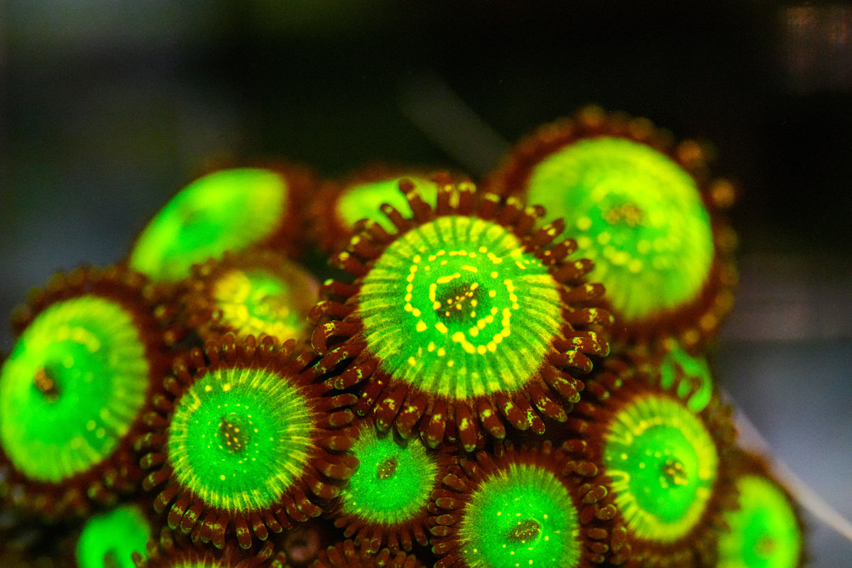 Close-up of green and brown coral polyps on a blurred background
