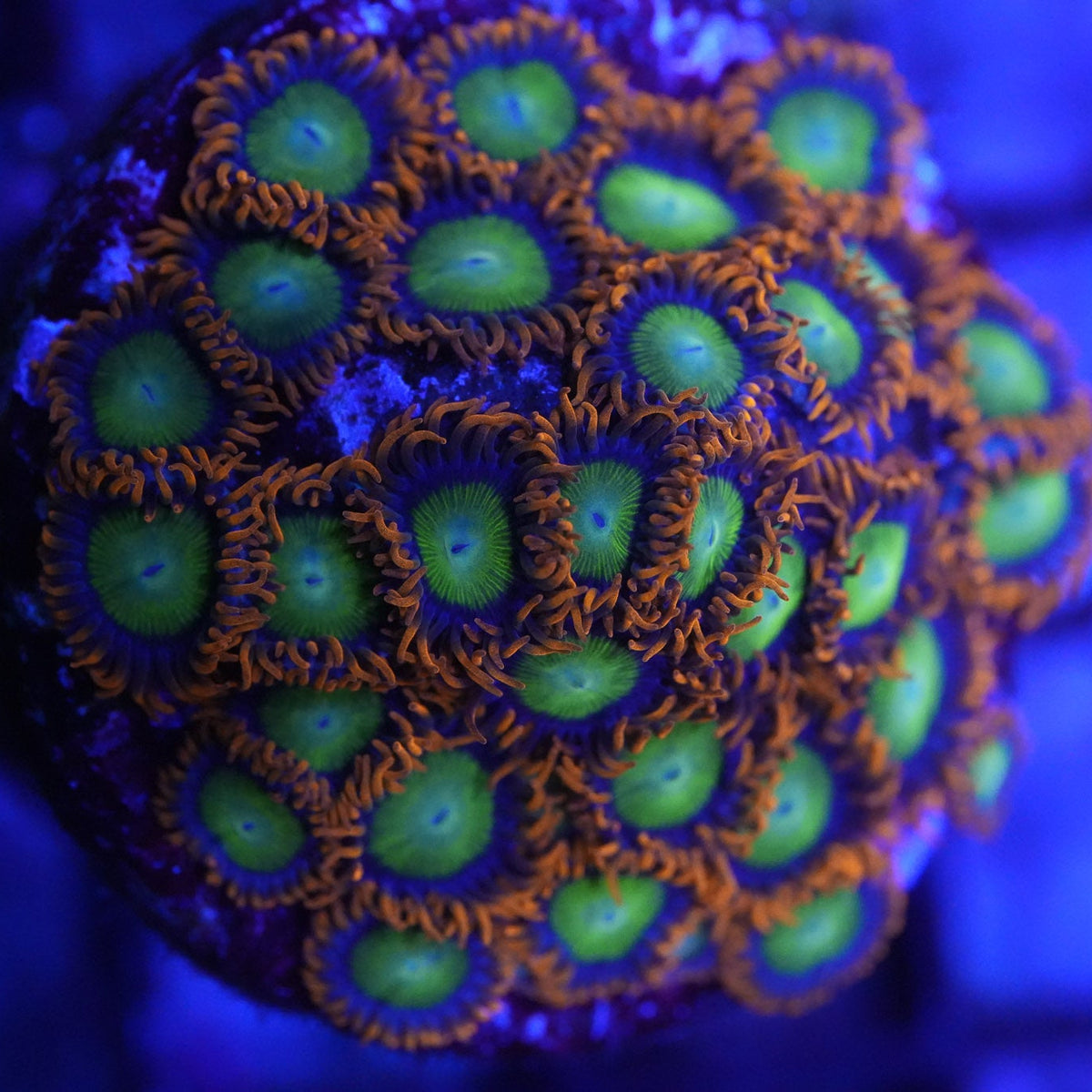 Close-up of a vibrant green and orange coral polyp under blue light