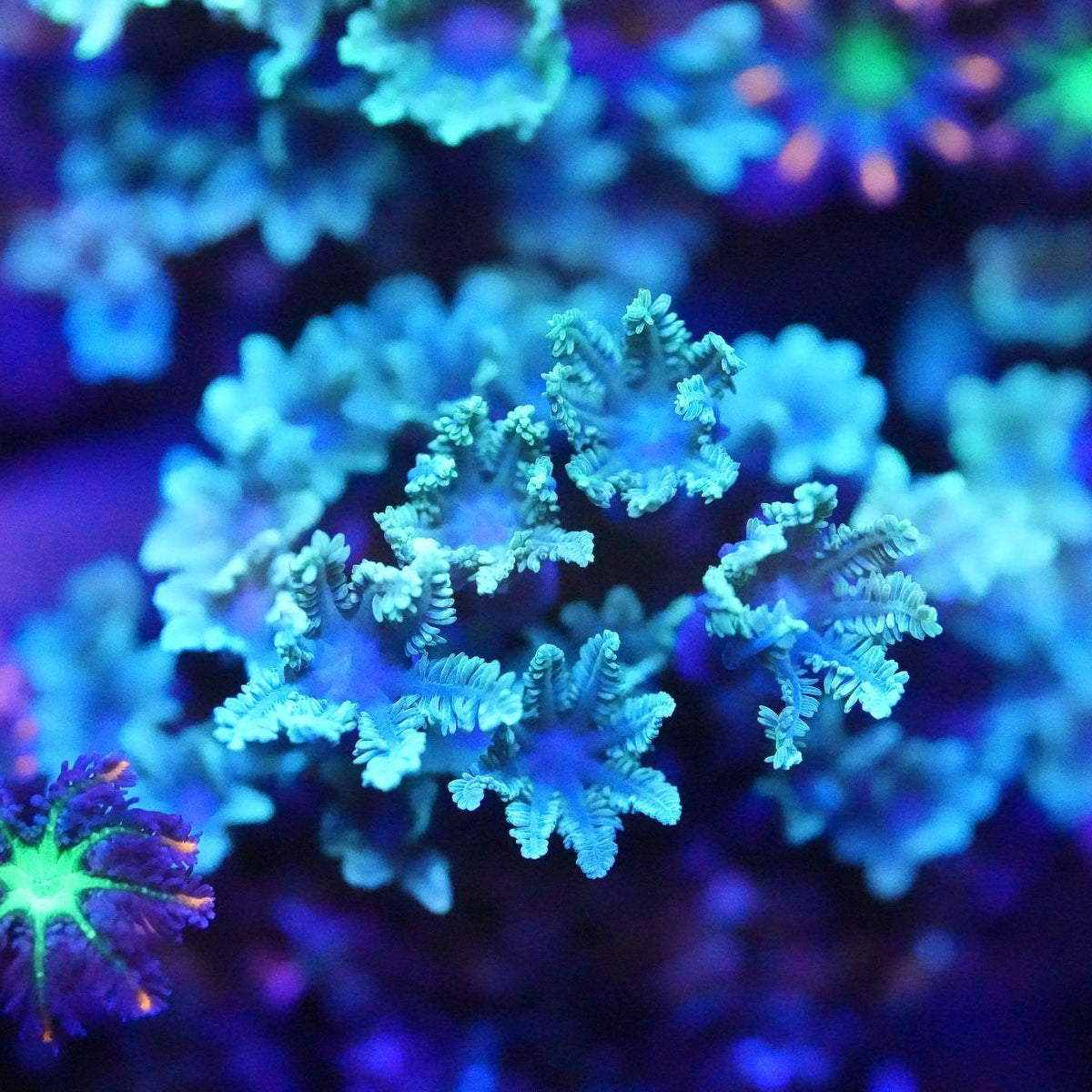 Green Clove Polyp