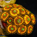 Close-up of a vibrant coral polyp with orange and green colors.