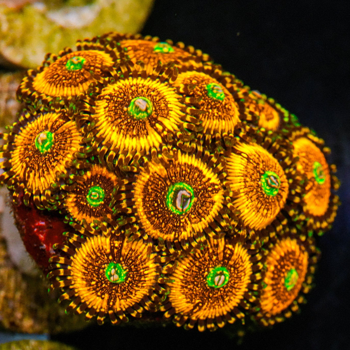 Close-up of a vibrant coral polyp with orange and green colors.