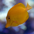 Yellow fish swimming in an aquarium with a blurred background