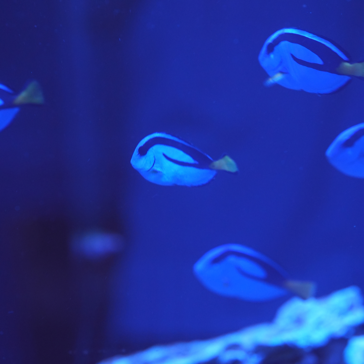 Hippo Blue Tang