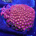 Laffy Taffy Goniopora (flowerpot)