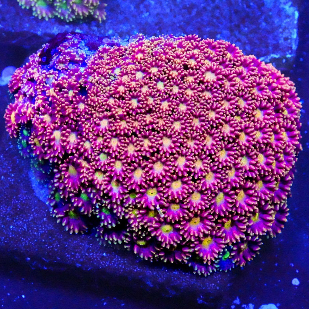 Laffy Taffy Goniopora (flowerpot)