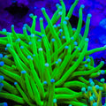 Pink Tip Malaysian Torch