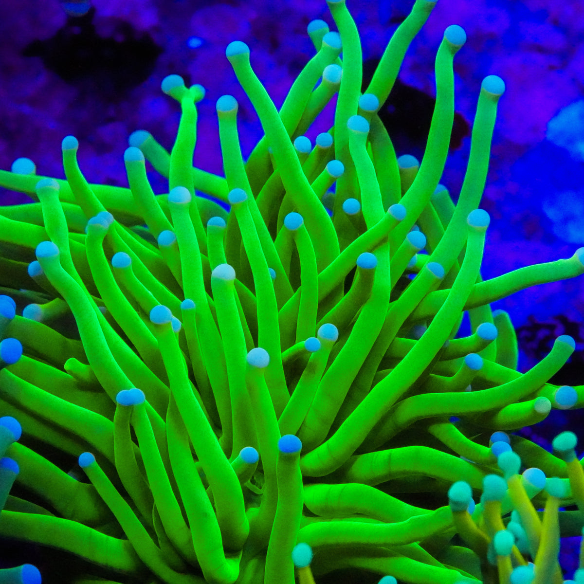 Pink Tip Malaysian Torch