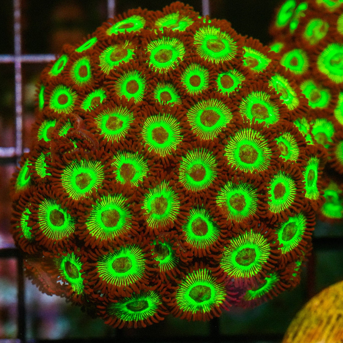 Close-up of vibrant green and orange coral polyps on a grid background
