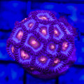 Miami Vice Zoanthid