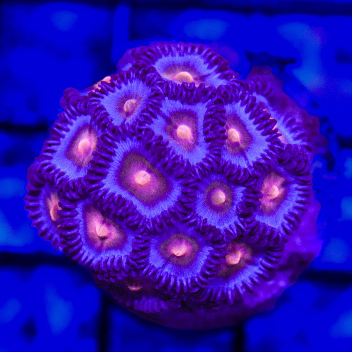 Miami Vice Zoanthid