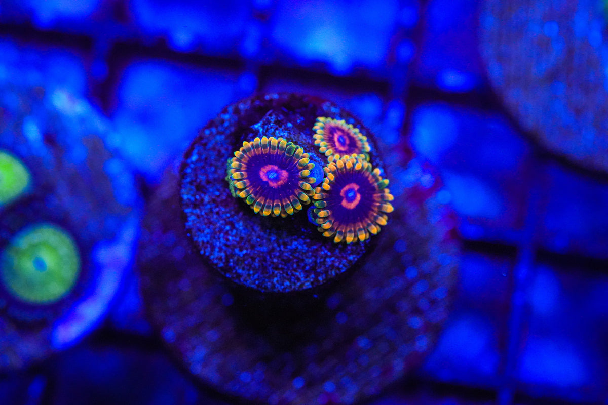 Close-up of a vibrant, colorful coral with a blue background