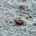 Small fish camouflaged in sandy substrate