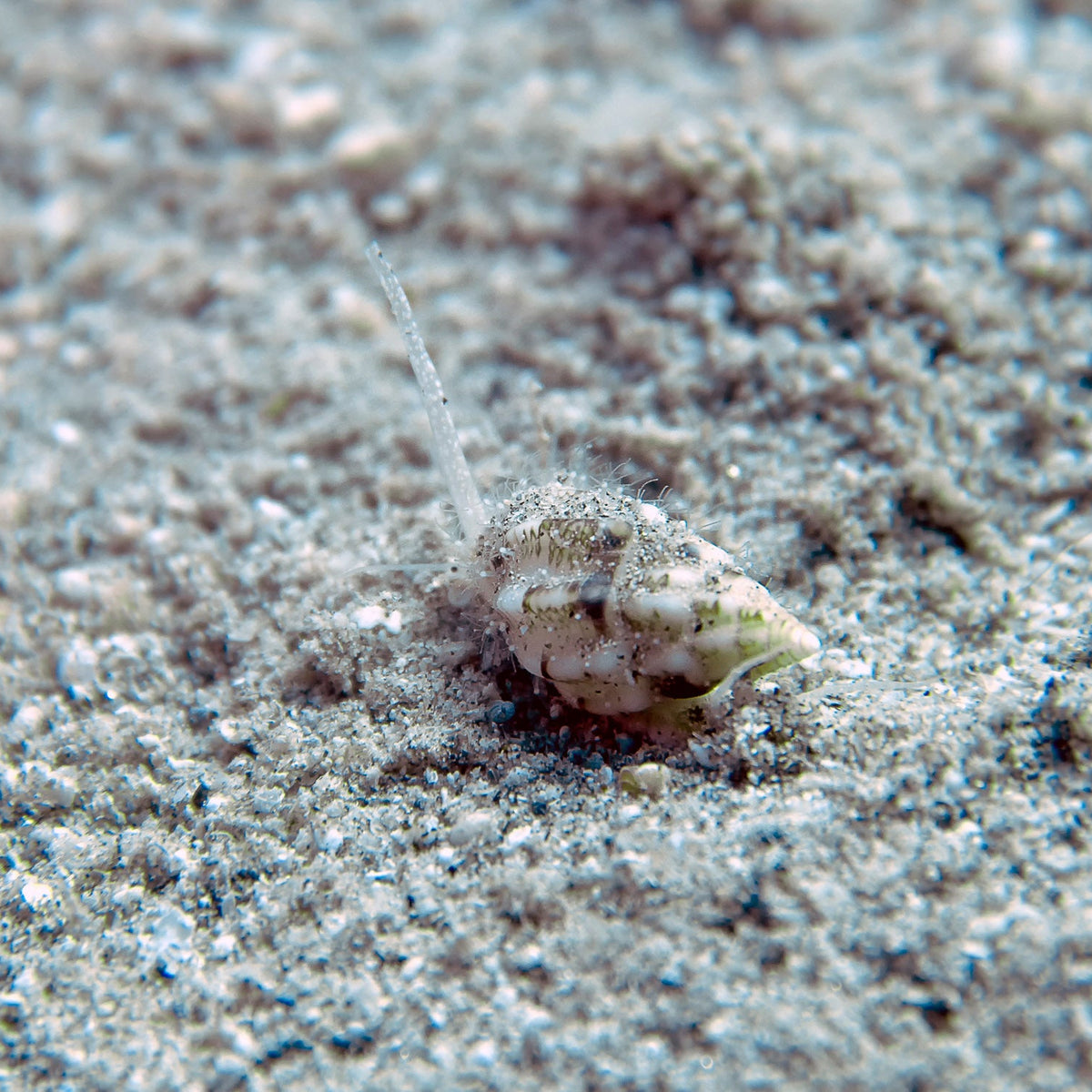 Small fish camouflaged in sandy substrate