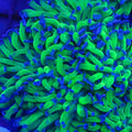 Neon Green Hammer Blue Tip