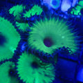Nuclear Green Palythoa