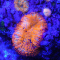 Orange Rhodactis Mushroom