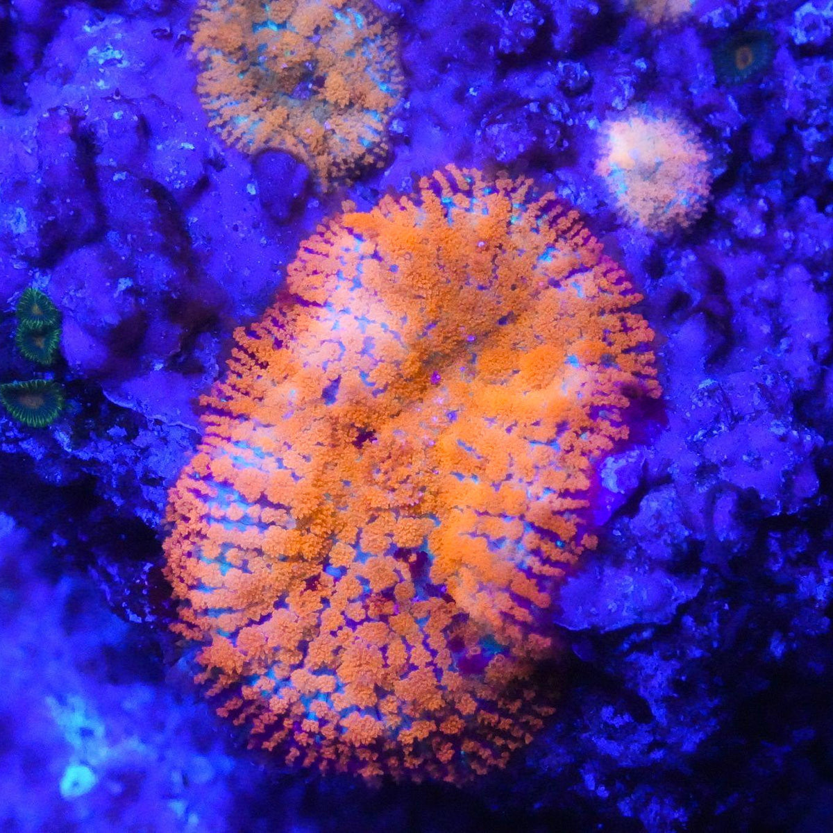 Orange Rhodactis Mushroom
