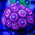 Vibrant coral with pink and purple hues in a marine setting