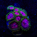 Close-up of a colorful coral fragment under UV light on a dark background