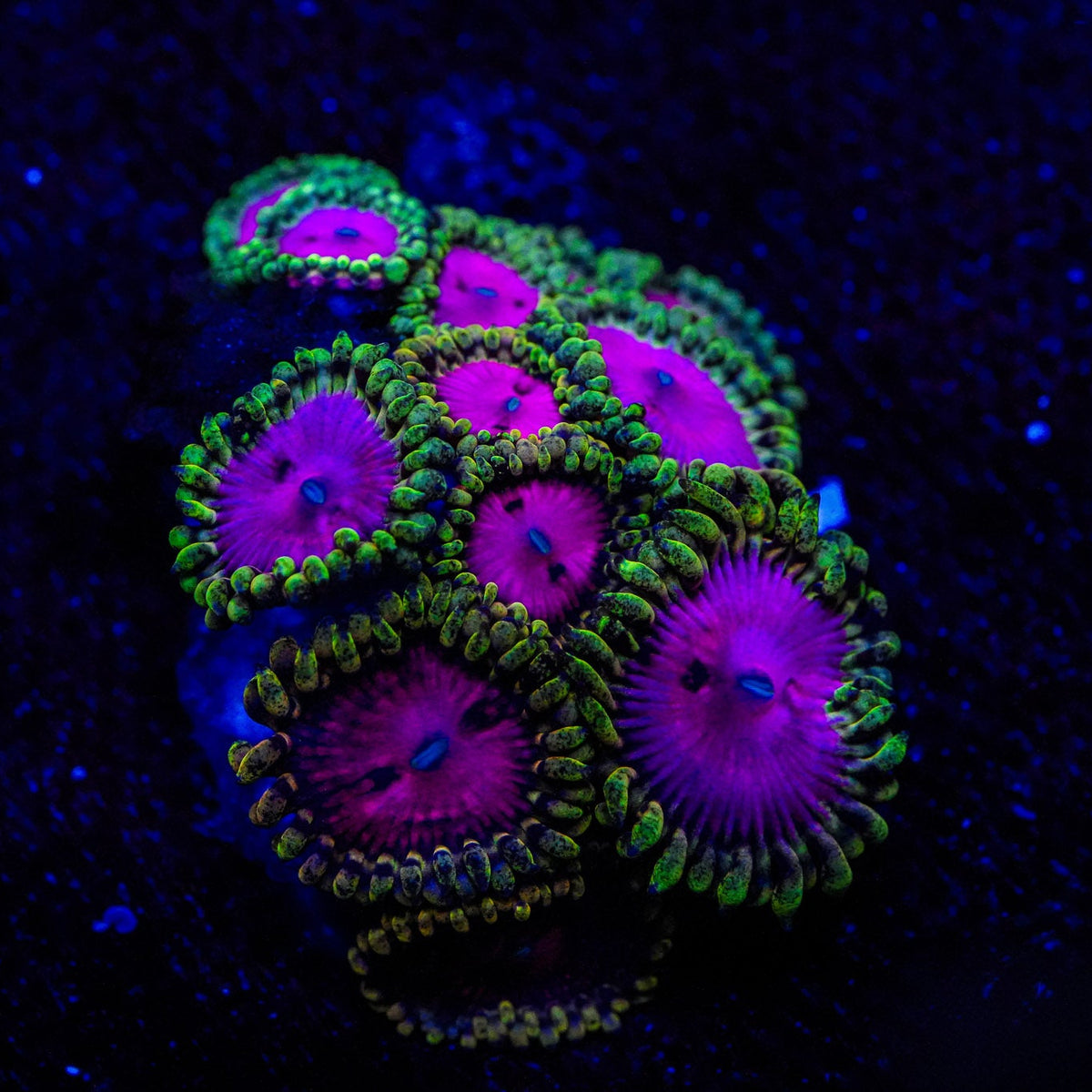 Close-up of a colorful coral fragment under UV light on a dark background