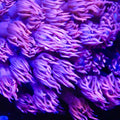 Pink Goniopora