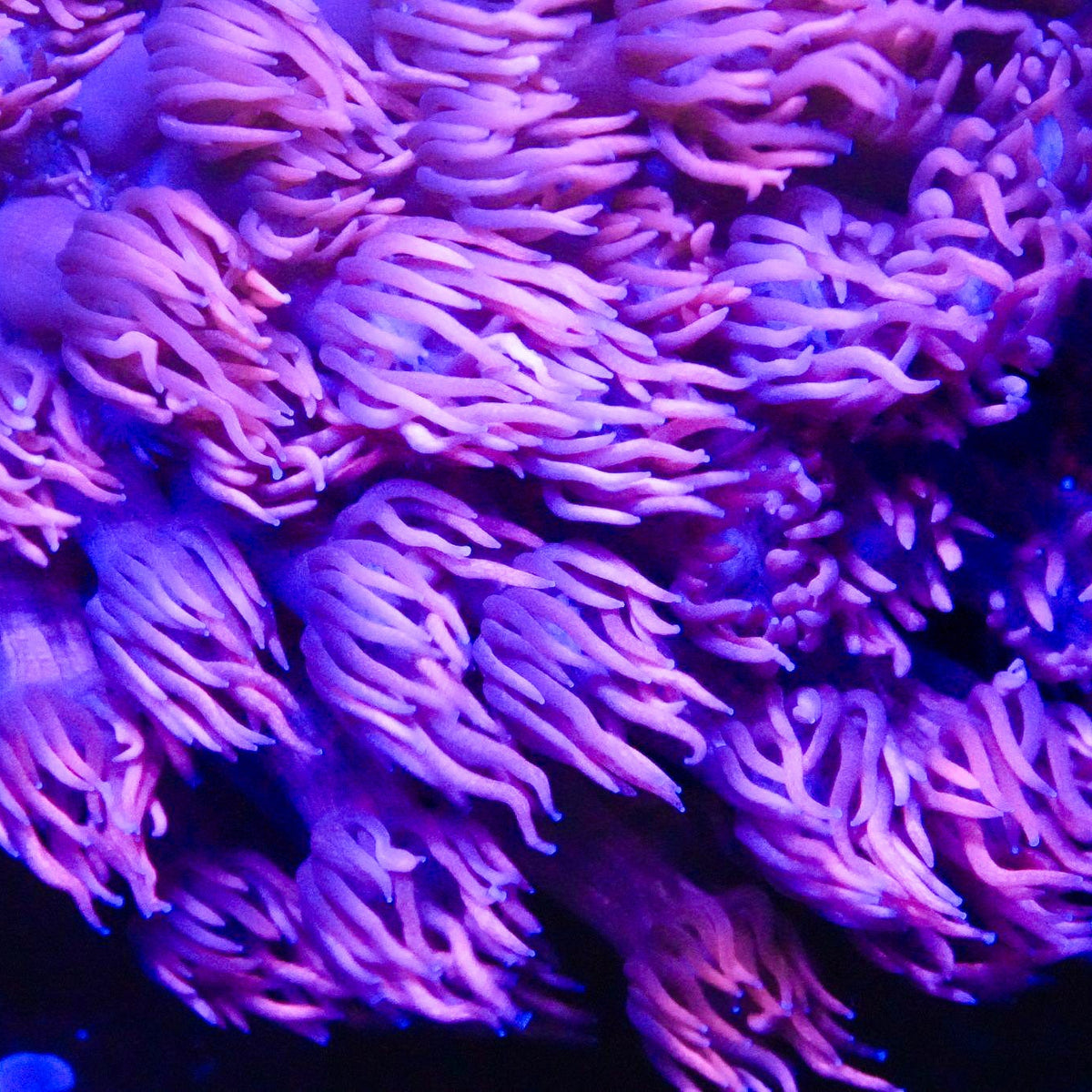 Pink Goniopora