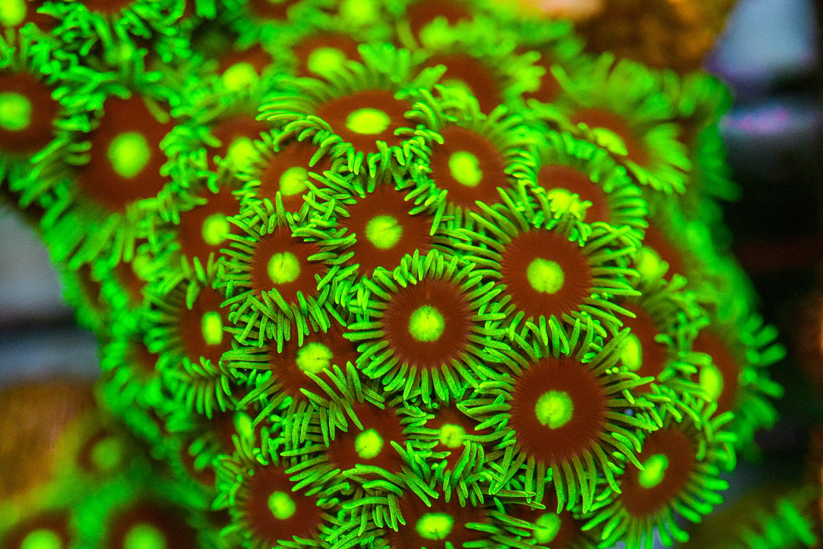 Close-up of vibrant green coral polyps with a blurred background