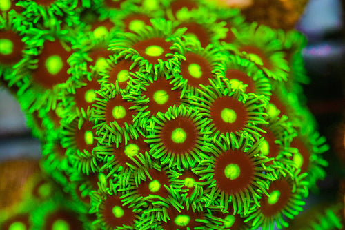 Close-up of vibrant green coral polyps with a blurred background