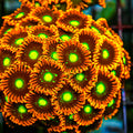 Close-up of vibrant orange and green coral polyps.