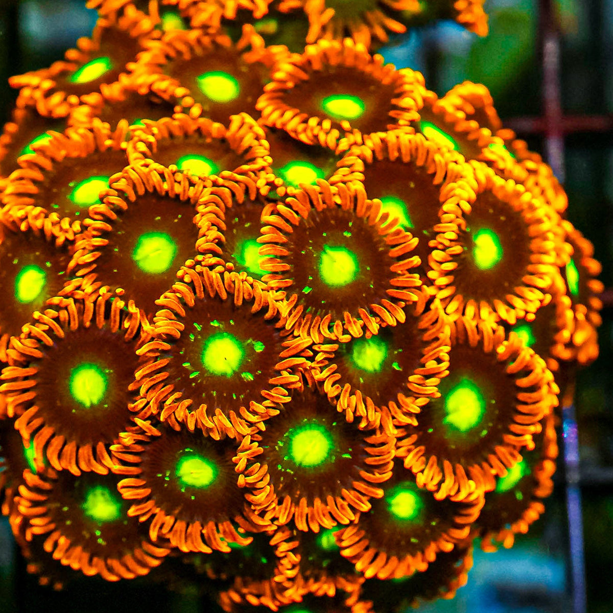 Close-up of vibrant orange and green coral polyps.