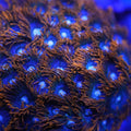 Punk Rocker Zoanthid