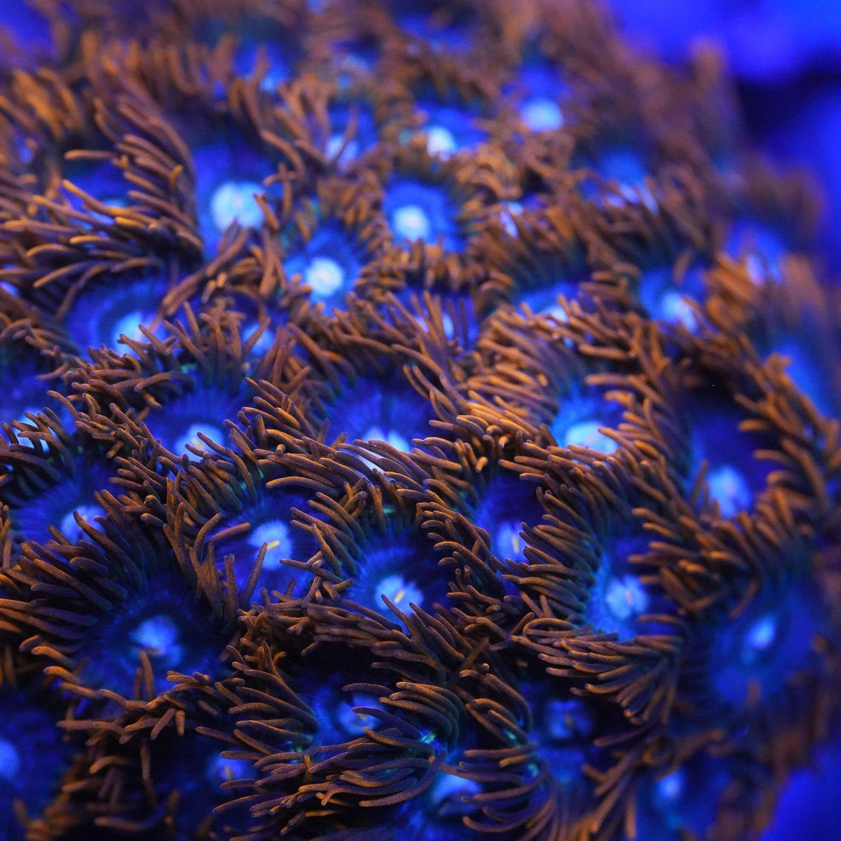 Punk Rocker Zoanthid