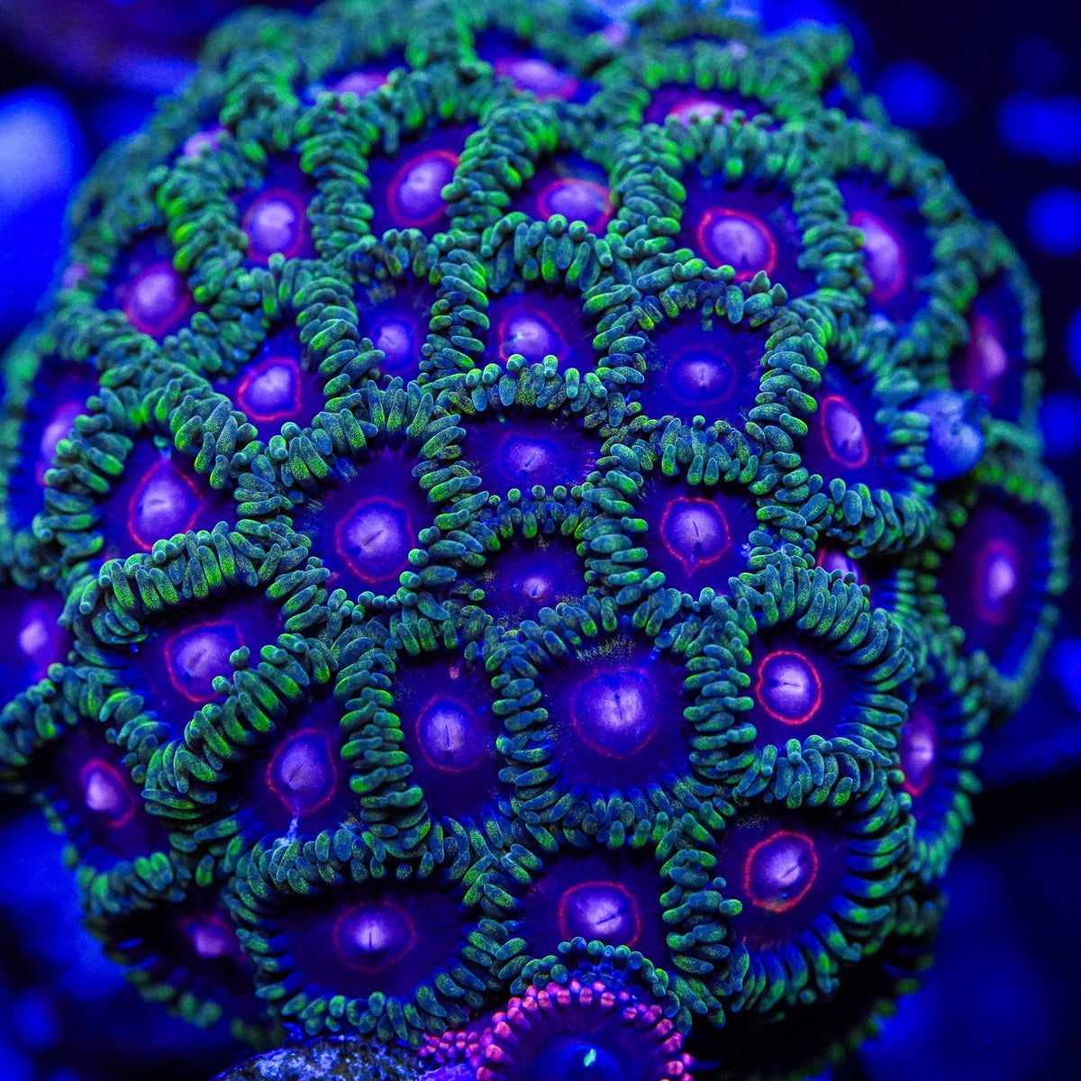 Close-up of a vibrant green and purple coral with a detailed pattern.